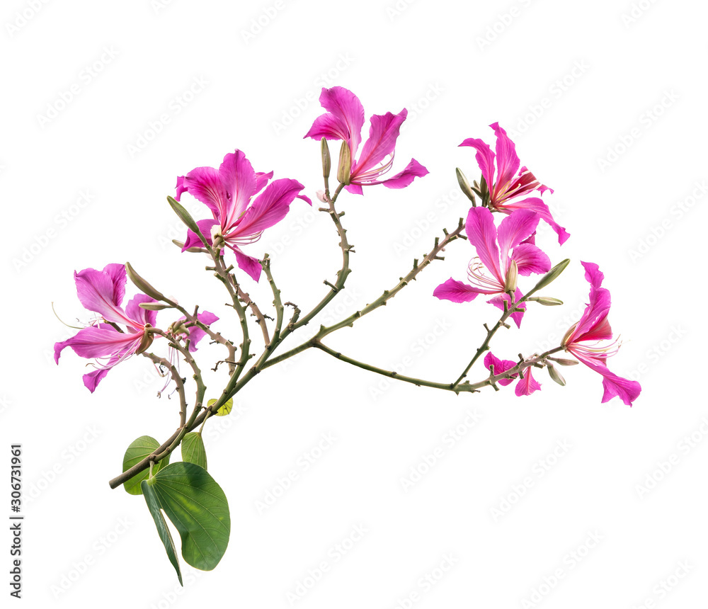 Closeup Hong Kong Orchid Flower or Bauhinia with a green leave isolated on white Closeup Hong Kong Orchid Flower or Bauhinia with a green leave isolated on white