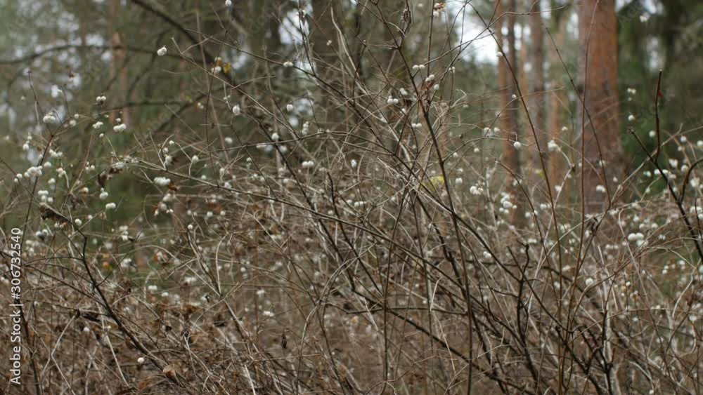 snowberry in a winter forest, panorama snowberry in a winter forest, panorama