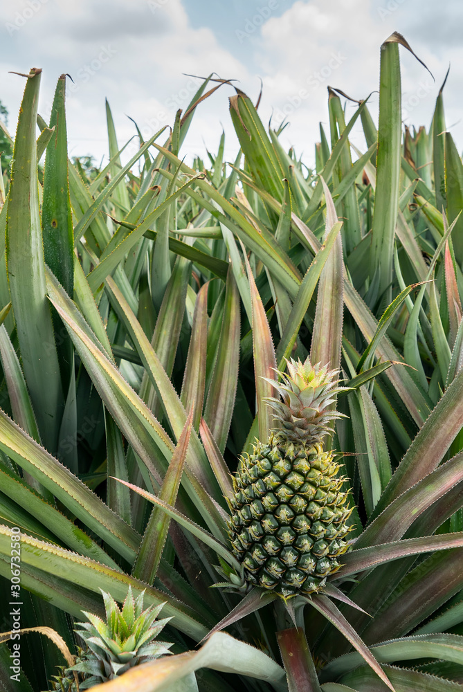 Pineapple fruit on the plantation farm