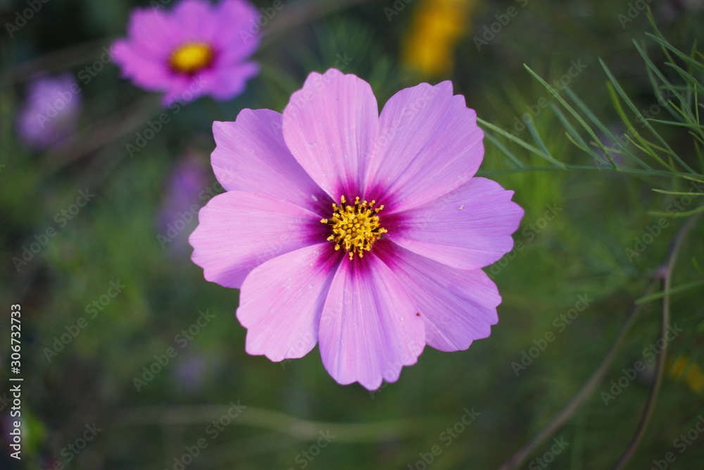 flower in the garden flower in the garden