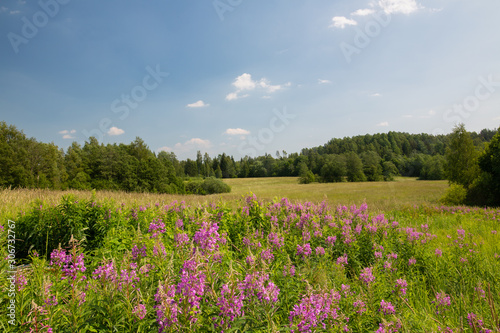 Rosebay Willowherbs blooming on a field