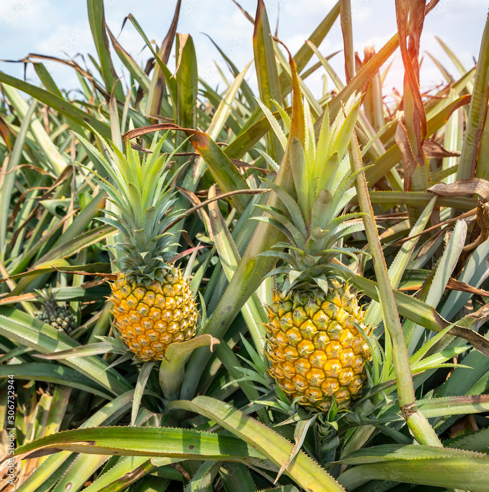 Pineapple fruit on the plantation farm
