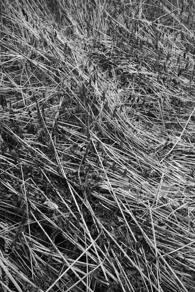 Schilf Umwelt Raum Schilf Umwelt Raum