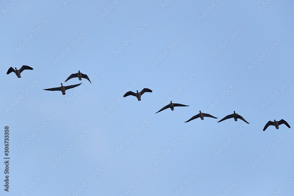 Fototapeta premium Flock of geese flying in group
