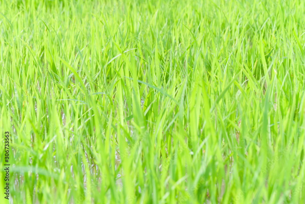 paddy rice plant warm sunlight
