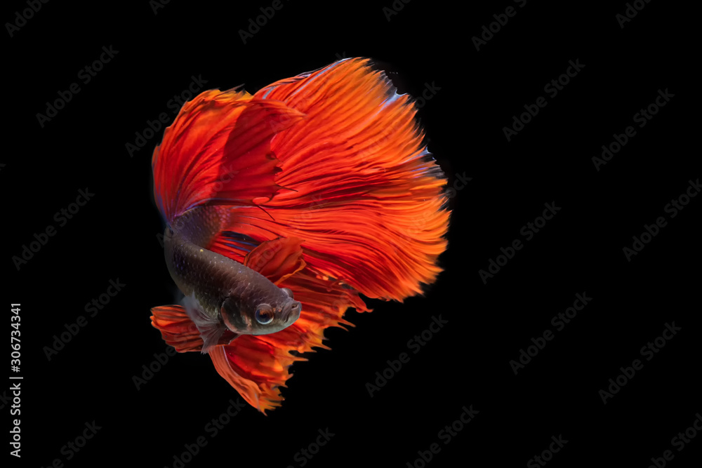 Obraz premium siamese fighting fish