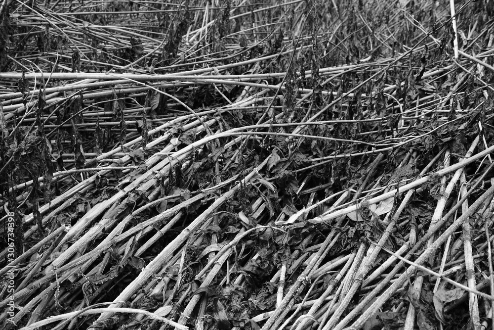Schilf Umwelt Raum Schilf Umwelt Raum