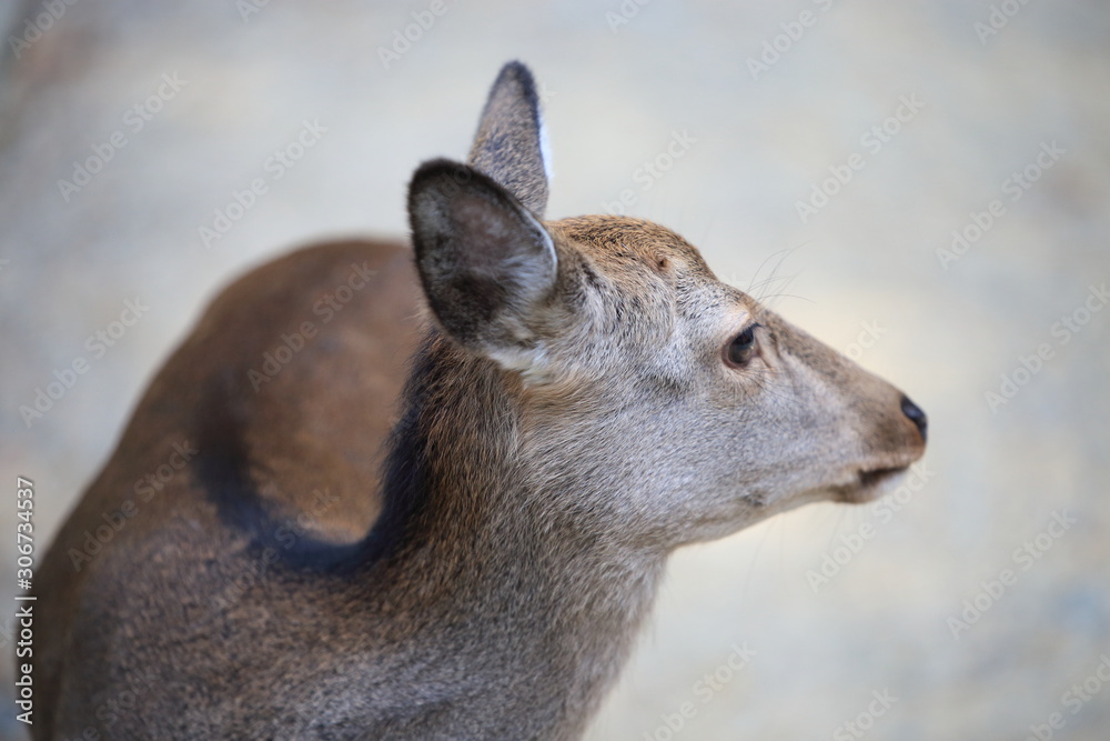 Nara Park in Nara Prefecture, Japan and the scenery of deer living in the park Nara Park in Nara Prefecture, Japan and the scenery of deer living in the park