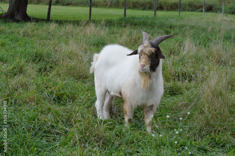 Obraz premium A goat in the pasture