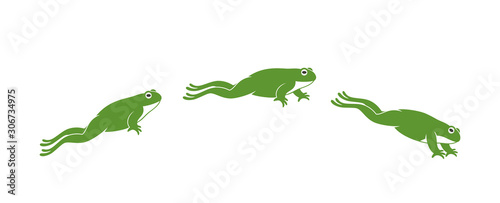 Fotografija Frog jumping. Isolated frog jumping on white background