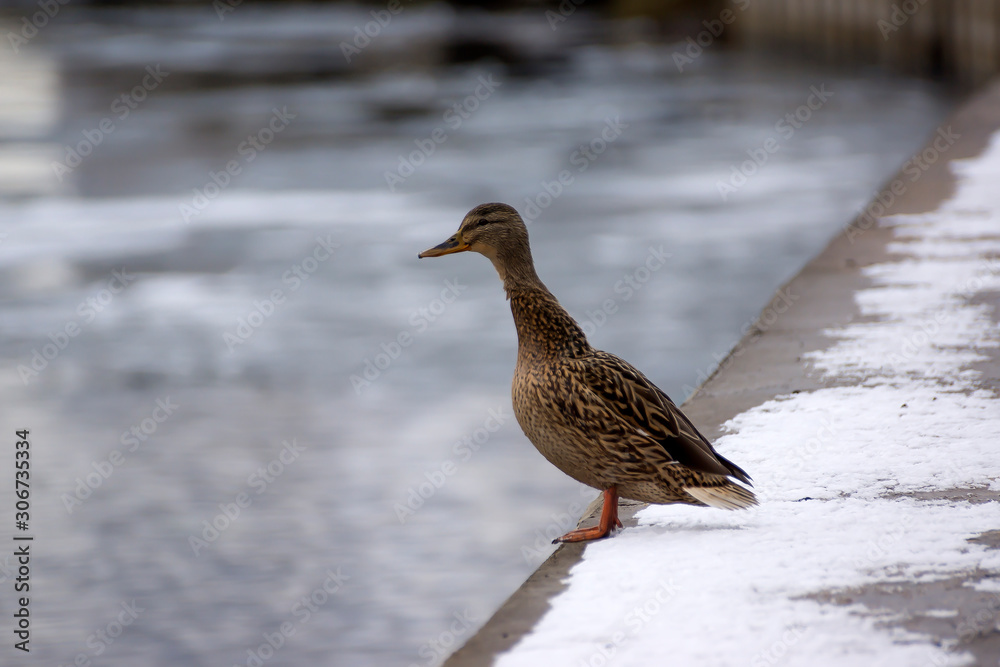 Female mallard duck. Portrait of a duck with reflection in clean water. Female mallard duck. Portrait of a duck with reflection in clean water.