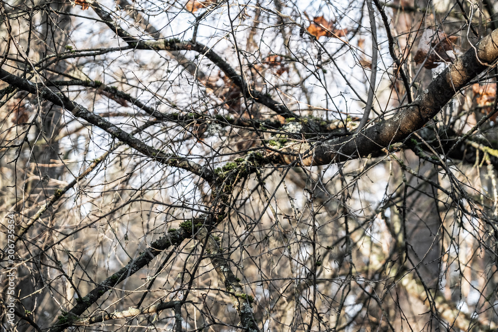 Obraz premium Autumn pattern of tangled branches 