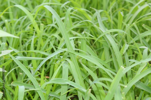 cymbopogon martinii photo