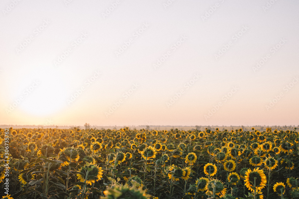 Fototapeta premium field of sunflowers at sunrise