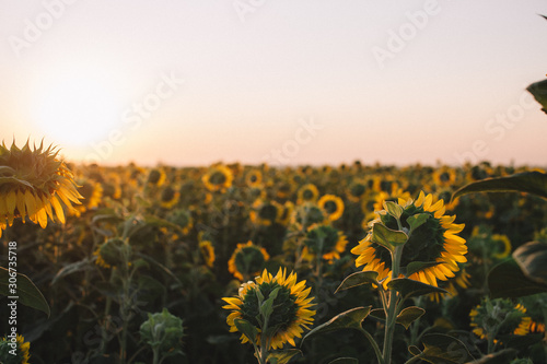 Sunflowers reach for the sun