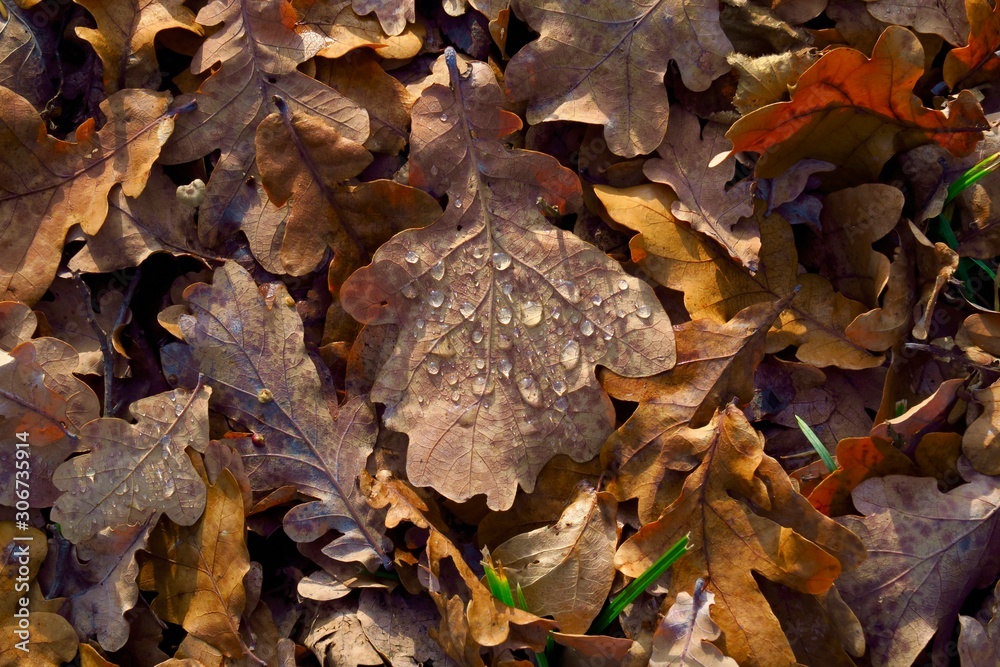 Herbstblätter