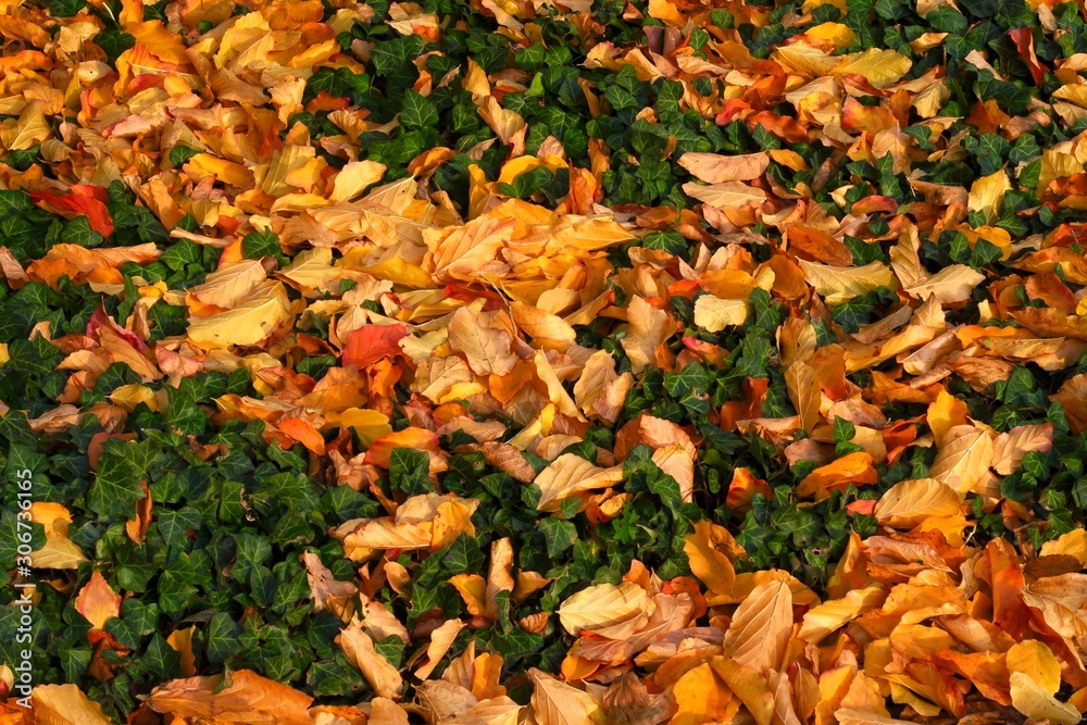 Herbstblätter Herbstblätter