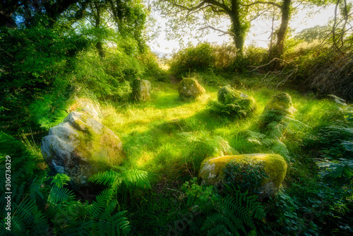 The seven sisters a small stone circle in the woods