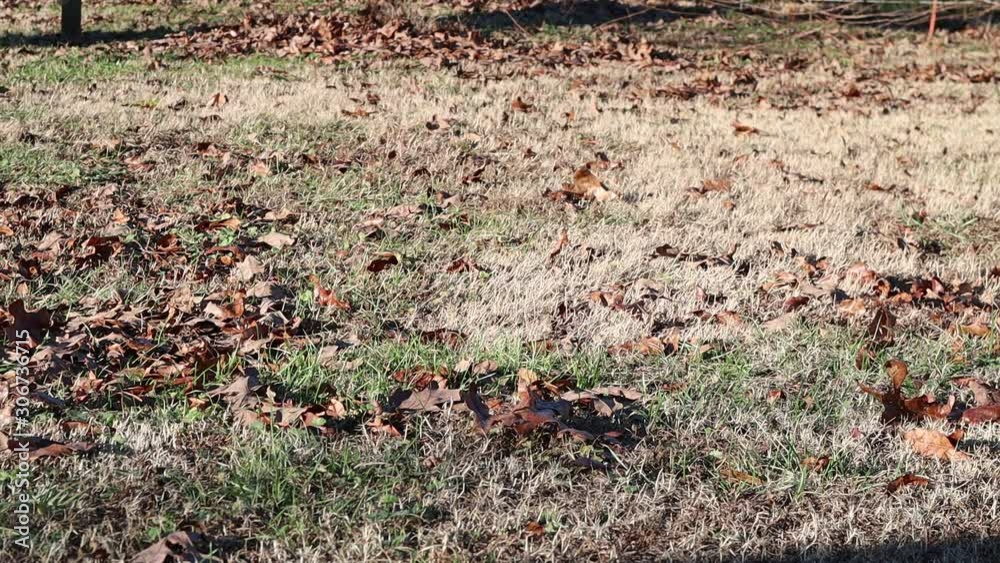 Dry leaves blow along the ground driven by a strong autumn wind. Dry leaves blow along the ground driven by a strong autumn wind.