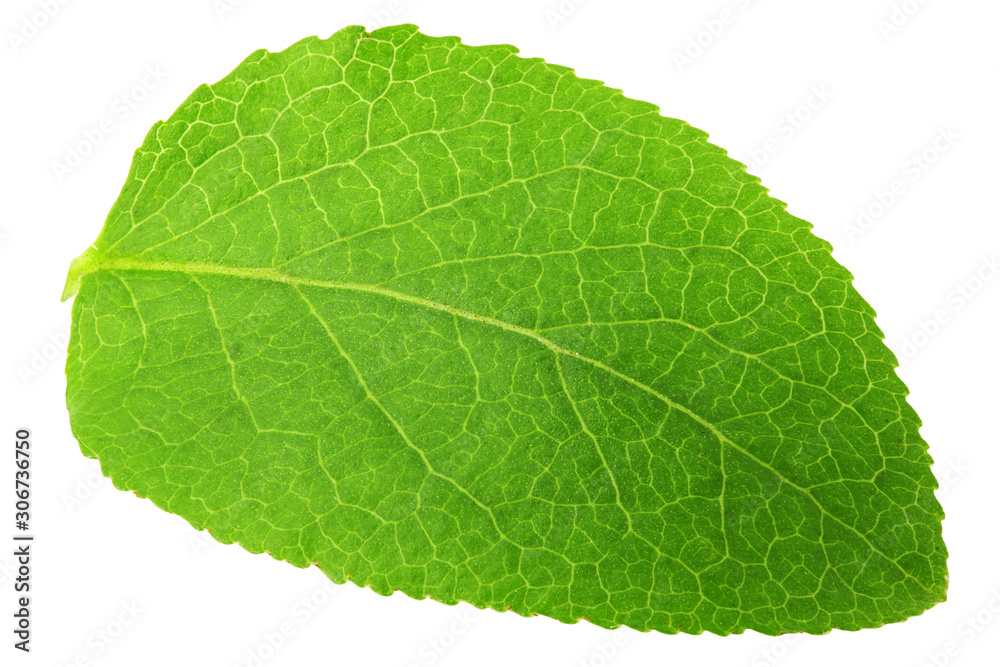 Blueberry leaf, isolated on white background, clipping path, full depth of field Blueberry leaf, isolated on white background, clipping path, full depth of field