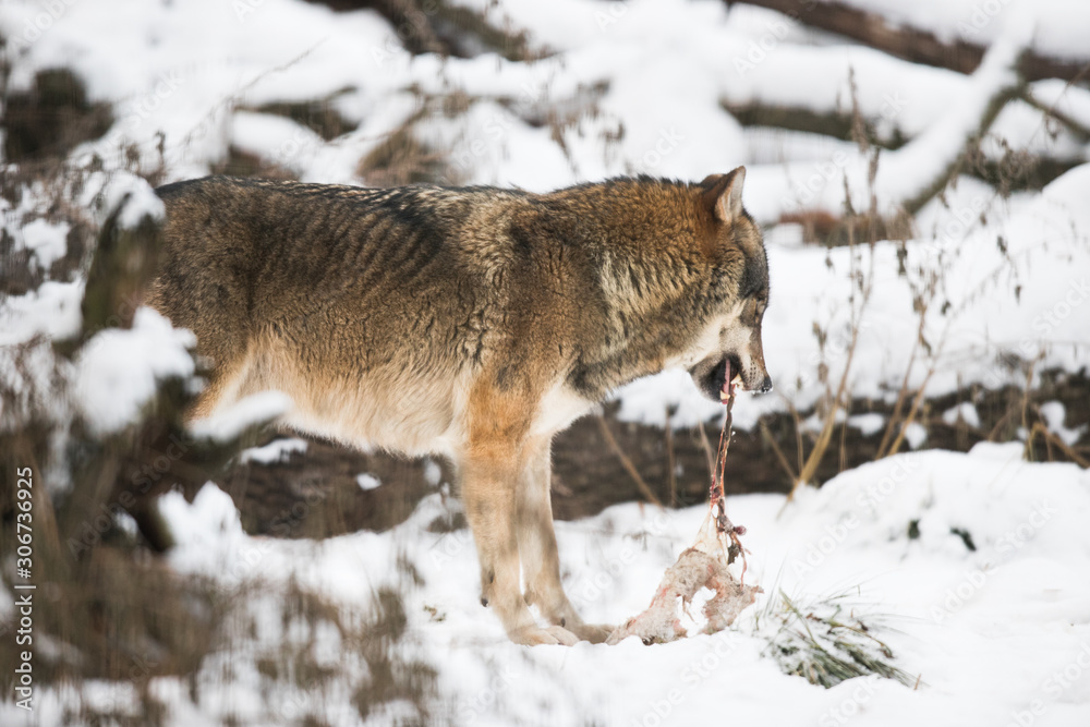 Fototapeta premium Scary dark gray wolf (Canis lupus)