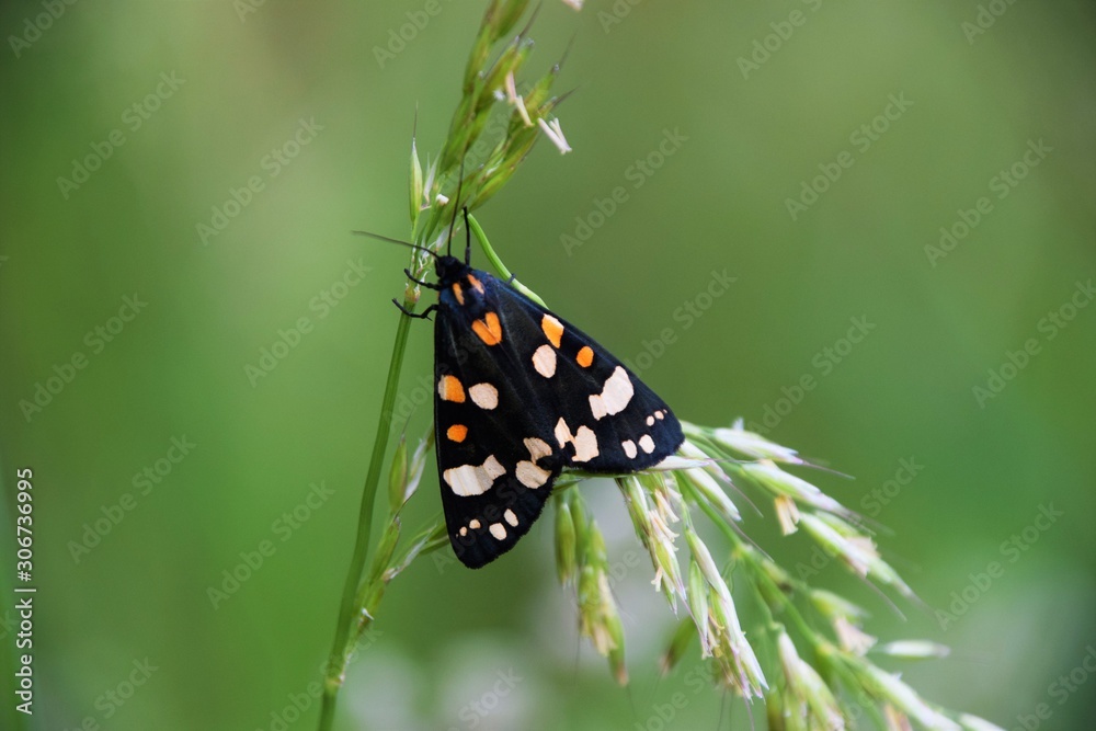 butterfly butterfly