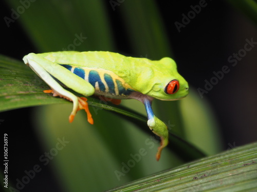 green frog on leaf