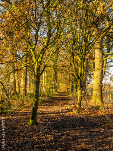 Path through woods with fallen leaves and autumn foliage in North Yorkshire, England