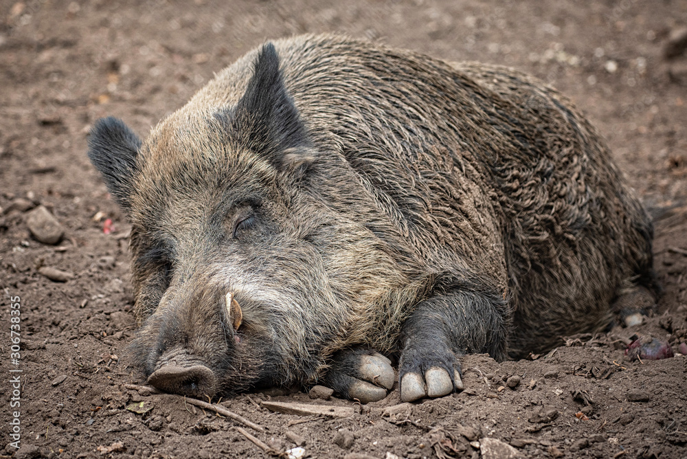 Sleeping wild boar in the park Sleeping wild boar in the park
