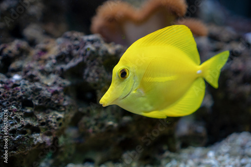 Yellow tang, saltwater fish species in aquarium