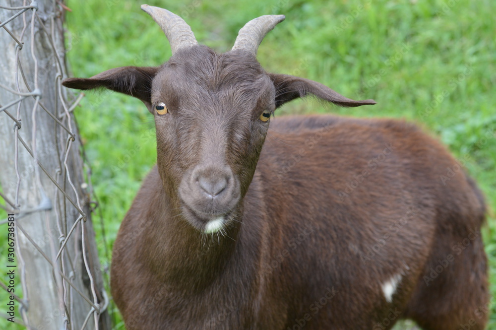 A goat in the pasture A goat in the pasture