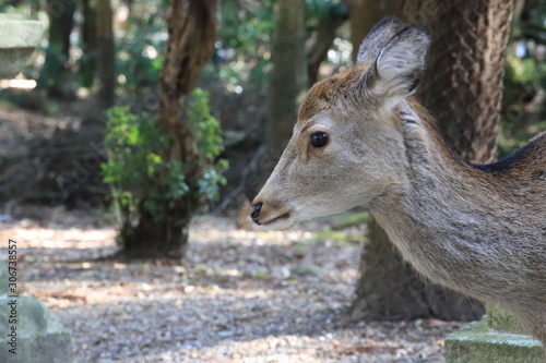 Nara Park in Nara Prefecture  Japan and the scenery of deer living in the park