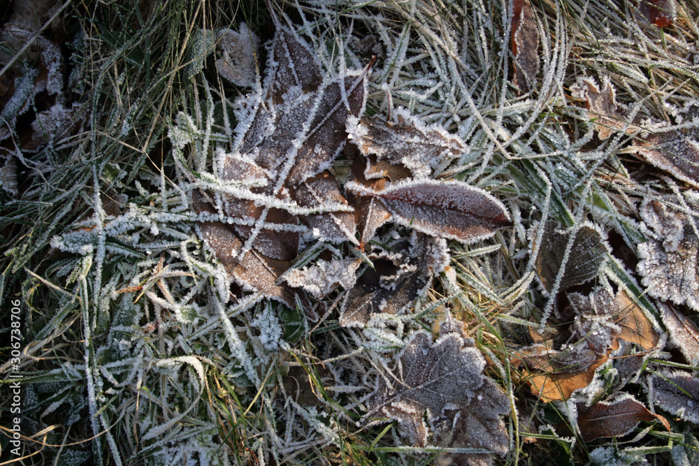 Naklejka premium frost on the list