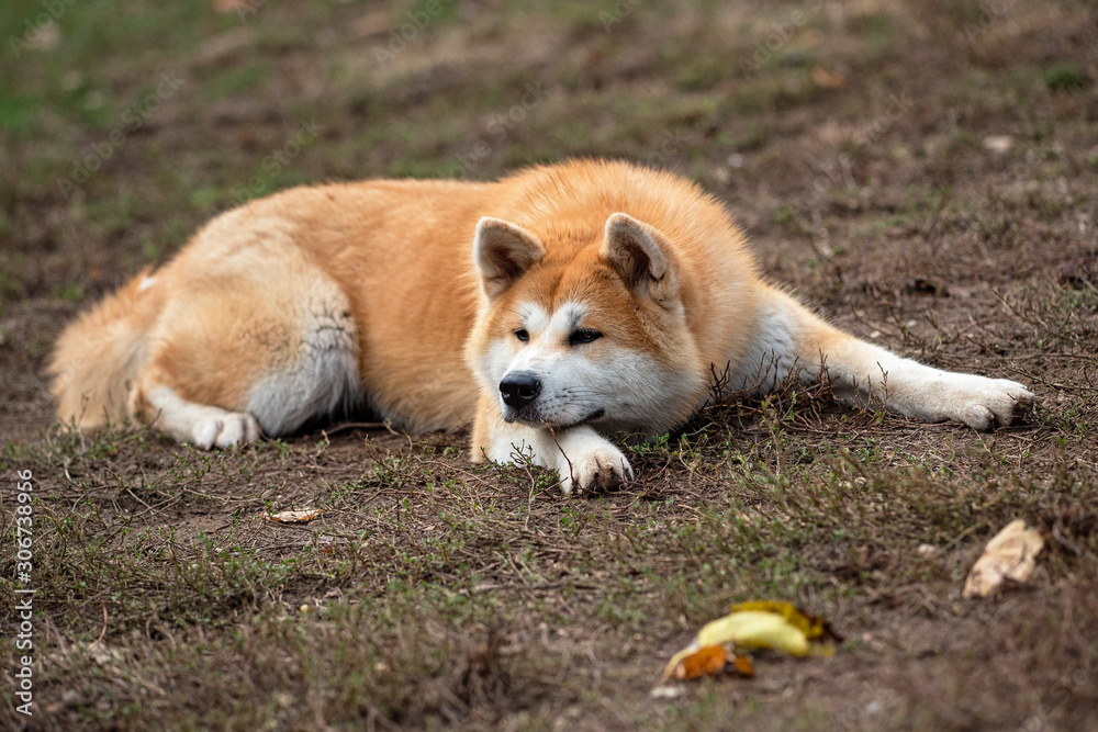 Nice akita dog in the park Nice akita dog in the park