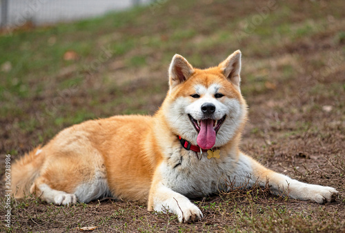 Nice akita dog in the park