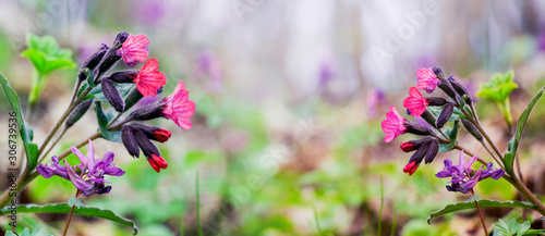 Spring background with flowers of pulmonaria (lungwort)  on the forest lawn_ photo