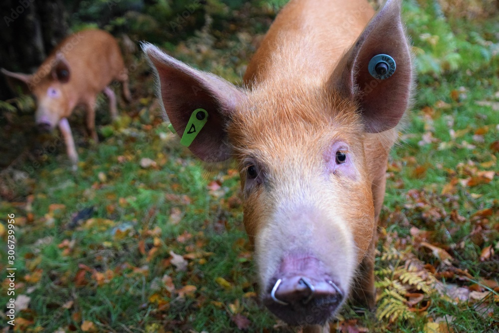 piggy 2 piggy 2