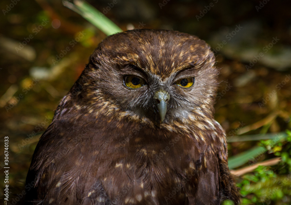 Obraz premium Morepork Owl