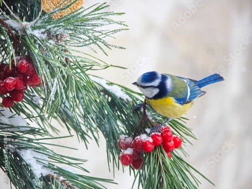 Winter bird feeder © Iryna
