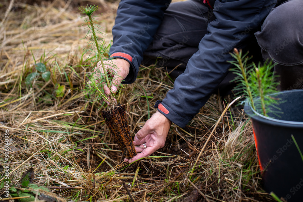 Safe the planet, man planting a tree in the ruined forest, help the planet; ecology concept Safe the planet, man planting a tree in the ruined forest, help the planet; ecology concept