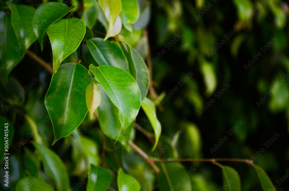 green leaves of a tree green leaves of a tree