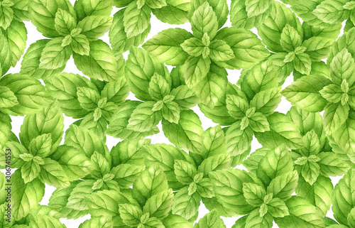 Fresh mint leaves and stems isolated on white seamless background, top view. Close up of peppermint. Spice medical and kitchen herbs digital clip art.Watercolor food and healthcare illustration.
