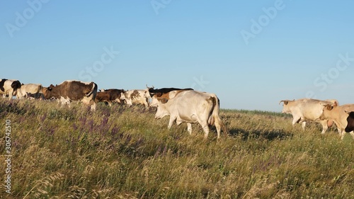 beautiful alpine meadow with cows. cattle in a pasture on blue sky. Cows graze on pasture. Dairy business concept. concept of organic cattle breeding in agriculture. © zoteva87