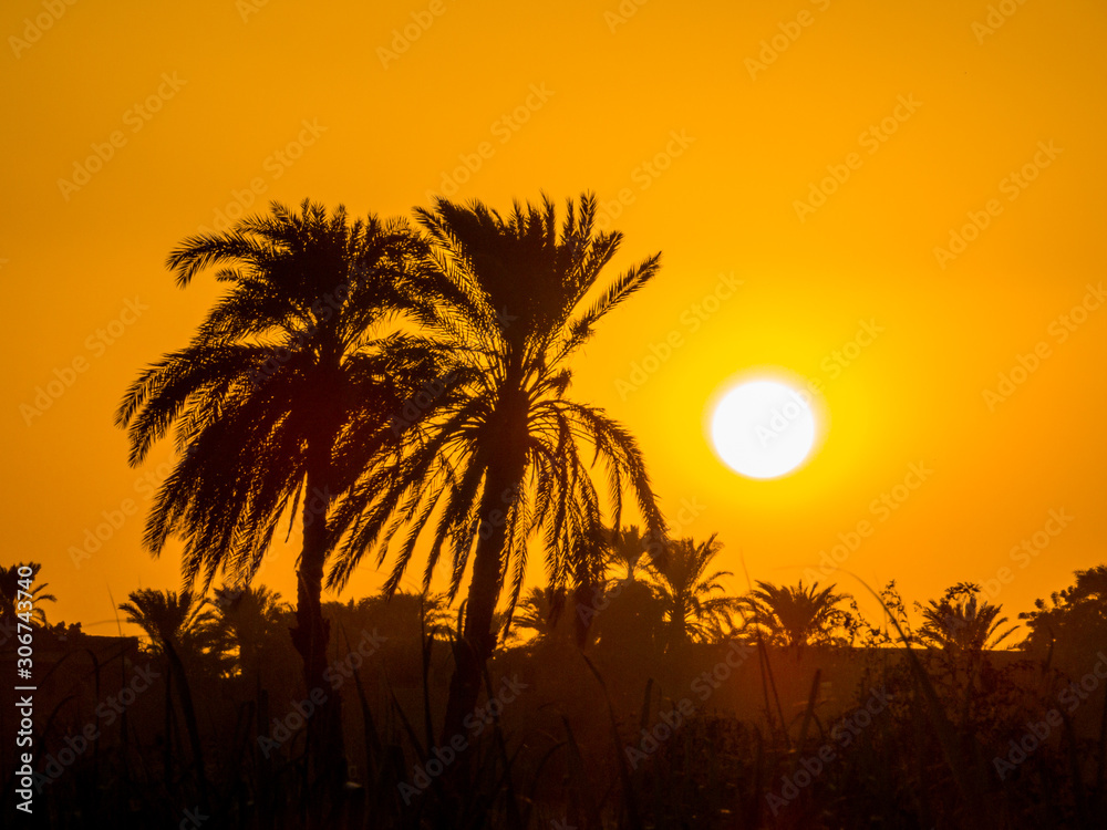 Palm trees at sunset in Luxor, Egypt