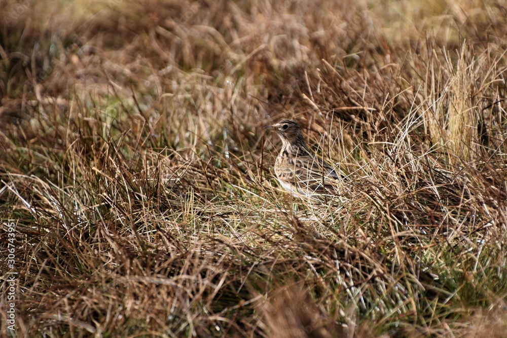 Hidden bird Hidden bird