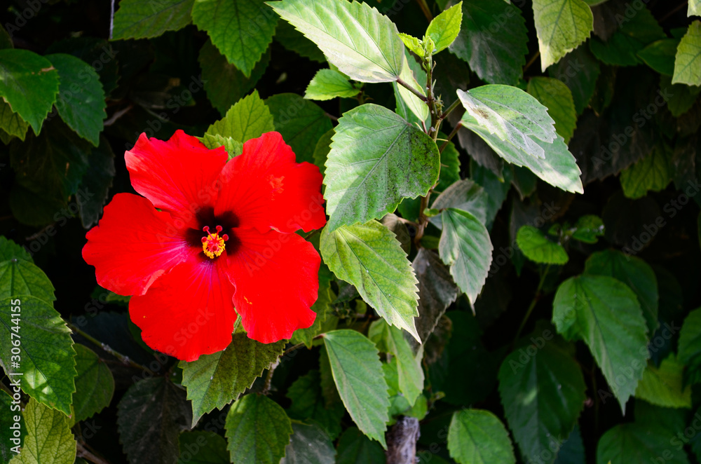 red flower in garden