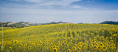 Huge field of Tuscsn sunflowers