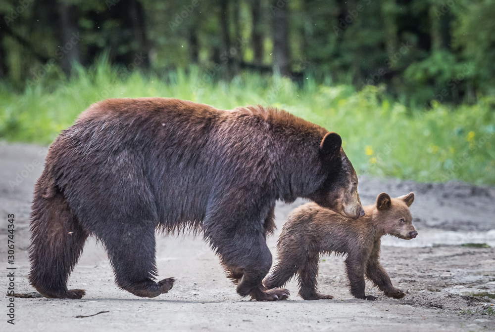 Mom and cub black bears cross road in MN Mom and cub black bears cross road in MN