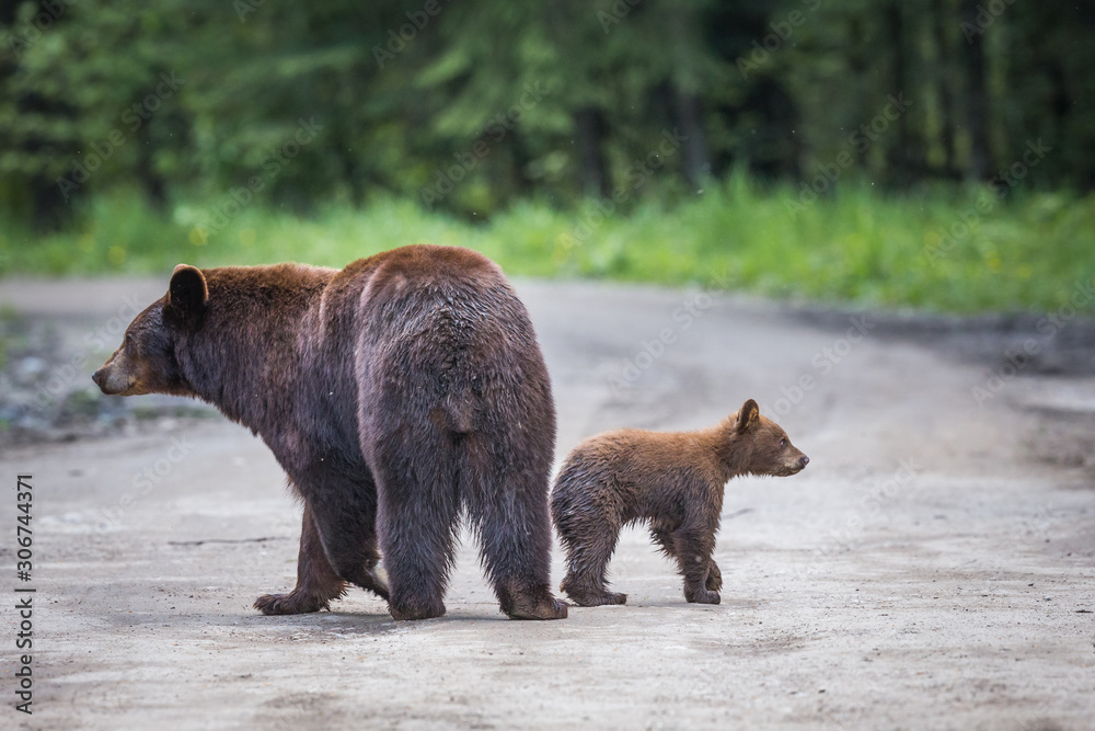 Fototapeta premium Mom bear with cub wanting to go different directions