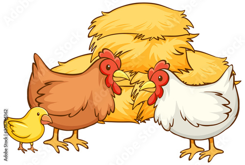 Isolated picture of chickens and hay